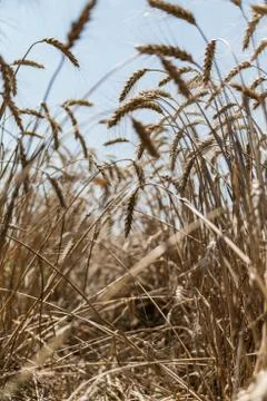 Wheat field Stock Photos
