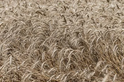 Wheat field Stock Photos