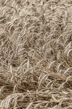Wheat field Stock Photos
