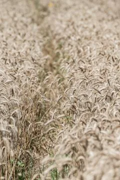 Wheat field Stock Photos