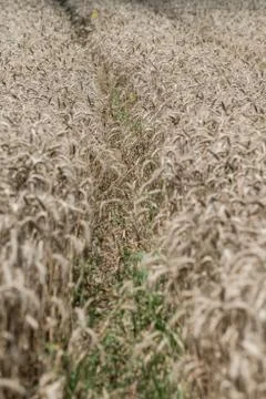 Wheat field Stock Photos