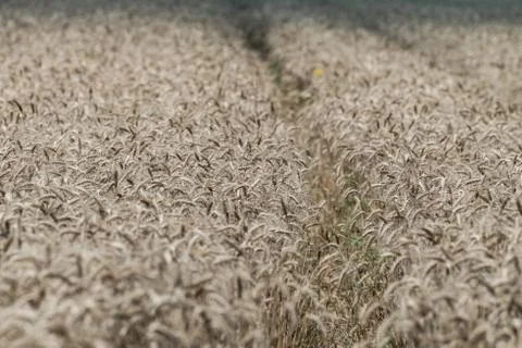 Wheat field Stock Photos