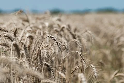 Wheat field Stock Photos