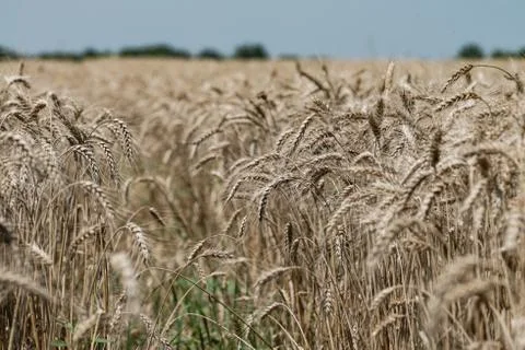 Wheat field Stock Photos
