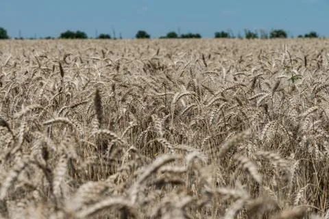 Wheat field Stock Photos