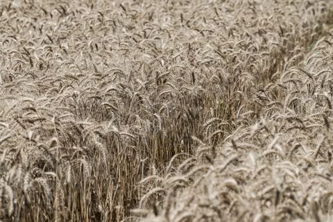 Wheat field Stock Photos