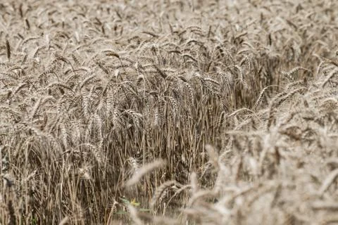 Wheat field Stock Photos