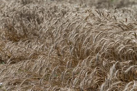 Wheat field Stock Photos