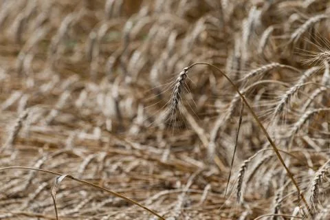 Wheat field Stock Photos