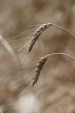 Wheat field Stock Photos