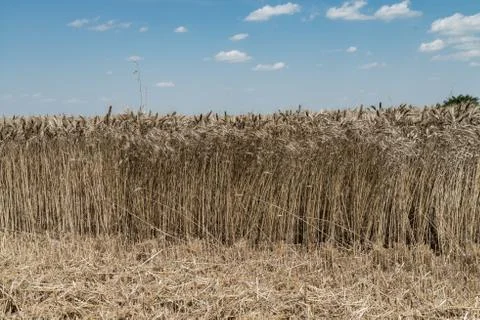Wheat field Stock Photos