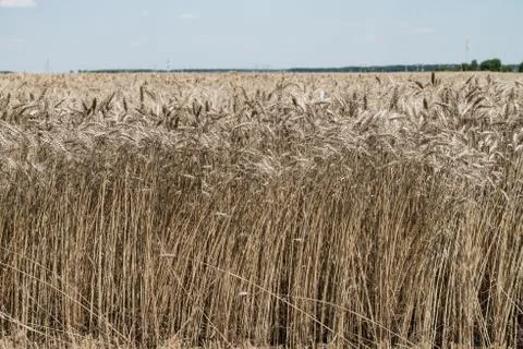Wheat field Stock Photos