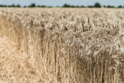 Wheat field Stock Photos