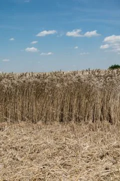 Wheat field Stock Photos