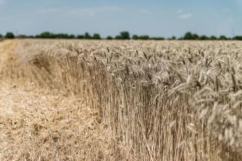 Wheat field Stock Photos