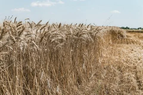 Wheat field Stock Photos