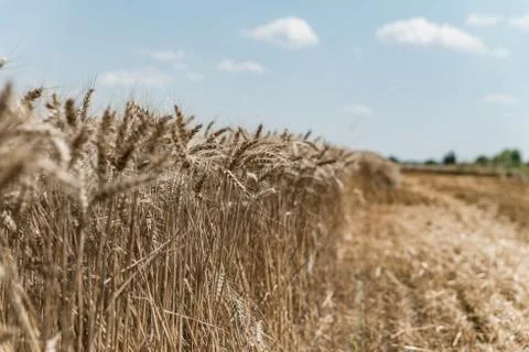 Wheat field Stock Photos