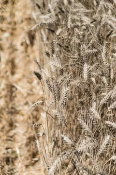 Wheat field Stock Photos