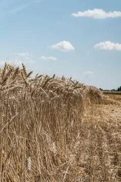 Wheat field Stock Photos