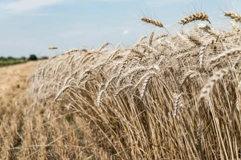 Wheat field Stock Photos