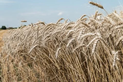 Wheat field Stock Photos