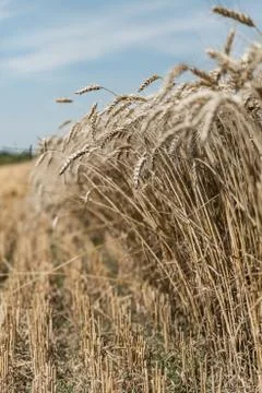 Wheat field Stock Photos