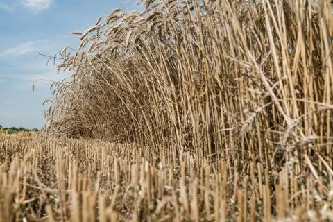 Wheat field Stock Photos