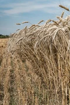 Wheat field Stock Photos