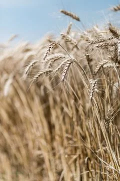 Wheat field Stock Photos