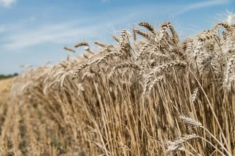 Wheat field Stock Photos