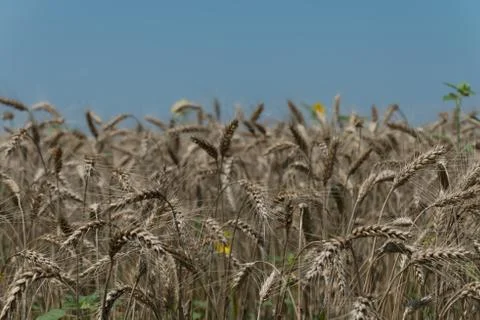 Wheat field Stock Photos