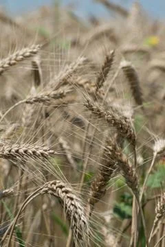 Wheat field Stock Photos