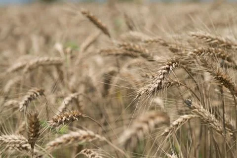 Wheat field Stock Photos