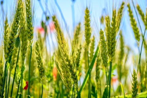Wheat field Stock Photos