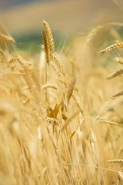 Wheat on the field Stock Photos