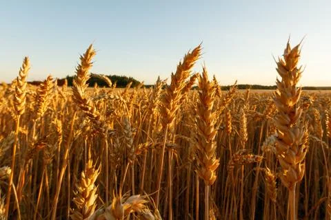 Wheat field Stock Photos