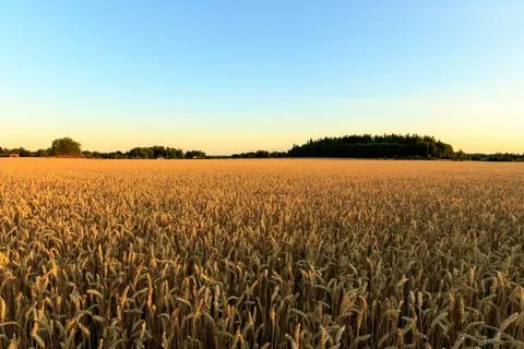 Wheat field Stock Photos