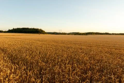 Wheat field Stock Photos