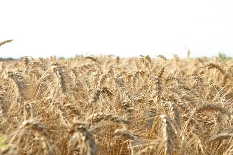 Wheat field Stock Photos