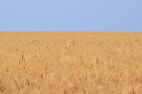 Wheat Field Stock Photos