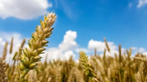 Wheat field Stock Photos