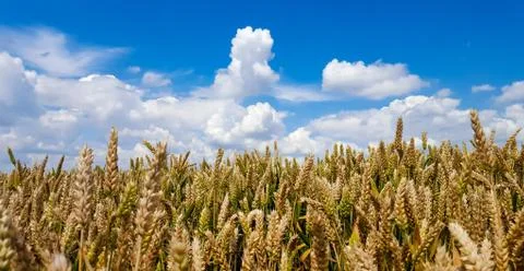 Wheat field Stock Photos
