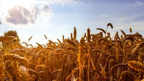 Wheat field Stock Photos
