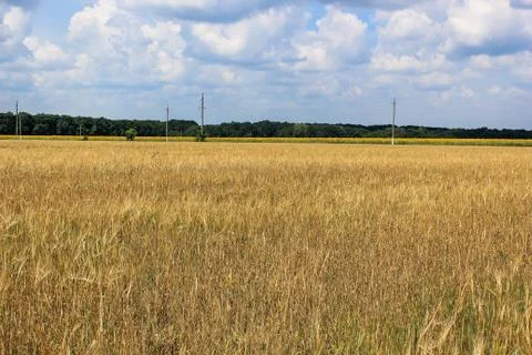 Wheat field Foto stock