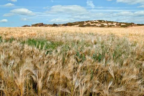 Wheat field Stock Photos