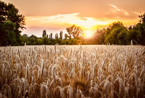 Wheat field Stock Photos