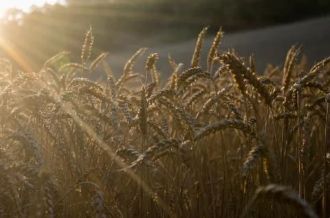 Wheat field 写真素材