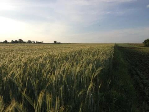 Wheat field Stock Photos