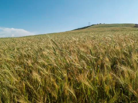 Wheat field Stock Photos