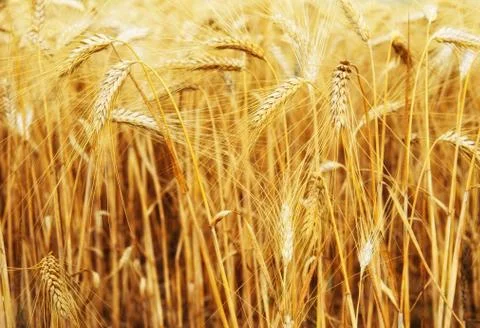Wheat field Photos
